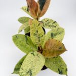Ficus Shivereana Moonshine Rubber Plant