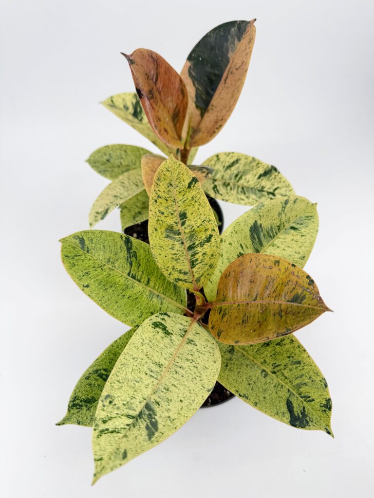 Ficus Shivereana Moonshine Variegated Rubber Plant 17cm pot
