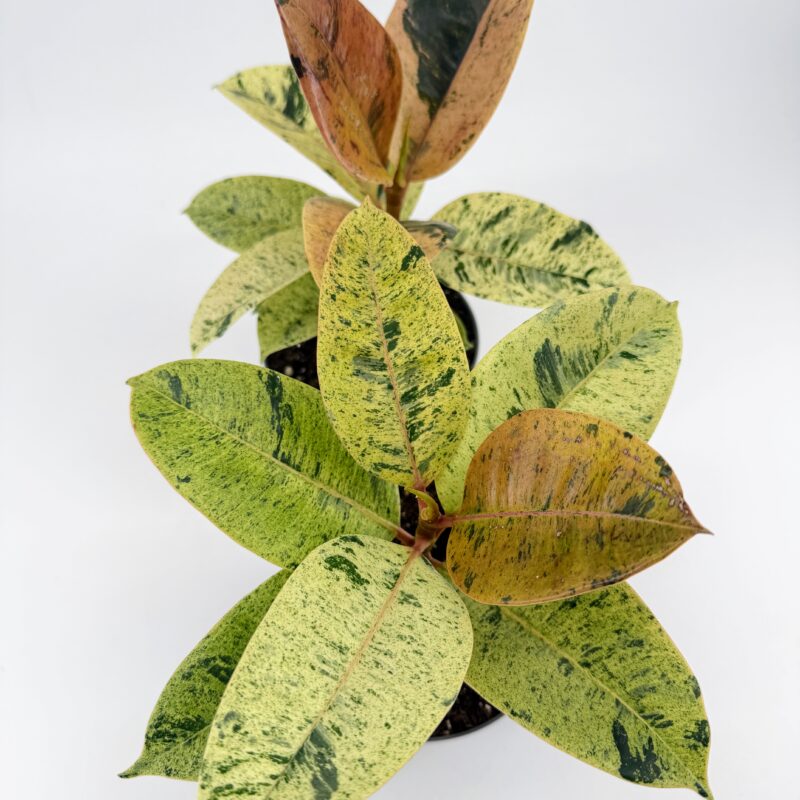Ficus Shivereana Moonshine Rubber Plant Ficus Shivereana Moonshine Variegated Rubber Plant 17cm pot