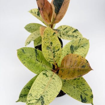 Ficus Shivereana Moonshine Variegated Rubber Plant 17cm pot