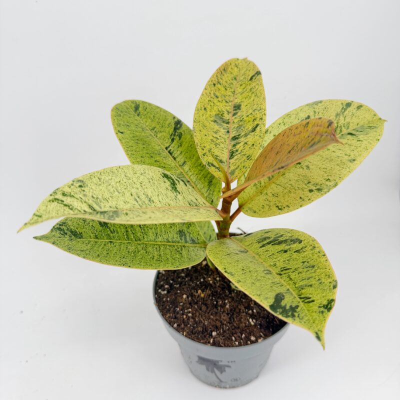 Ficus Shivereana Moonshine Rubber Plant Ficus Shivereana Moonshine Variegated Rubber Plant 17cm pot