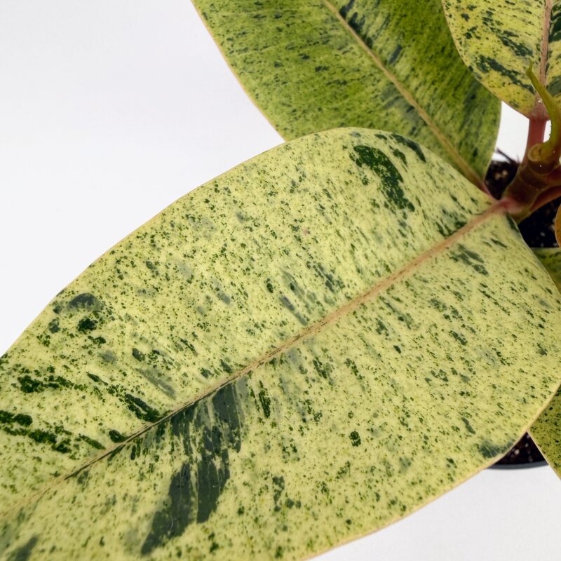 Ficus Shivereana Moonshine Rubber Plant Ficus Shivereana Moonshine Variegated Rubber Plant 17cm pot