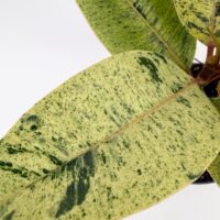 Ficus Shivereana Moonshine Variegated Rubber Plant 17cm pot