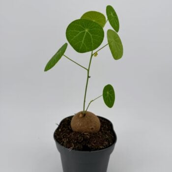 Full view of a potted Stephania Erecta caudex plant with delicate leafy stems