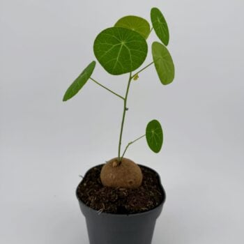 Full view of a potted Stephania Erecta caudex plant with delicate leafy stems