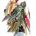 Begonia Maculata Wightii Silver Polka Dot