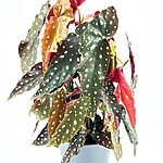 Begonia Maculata Wightii Silver Polka Dot