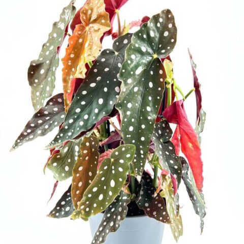 Begonia Maculata Wightii Silver Polka Dot