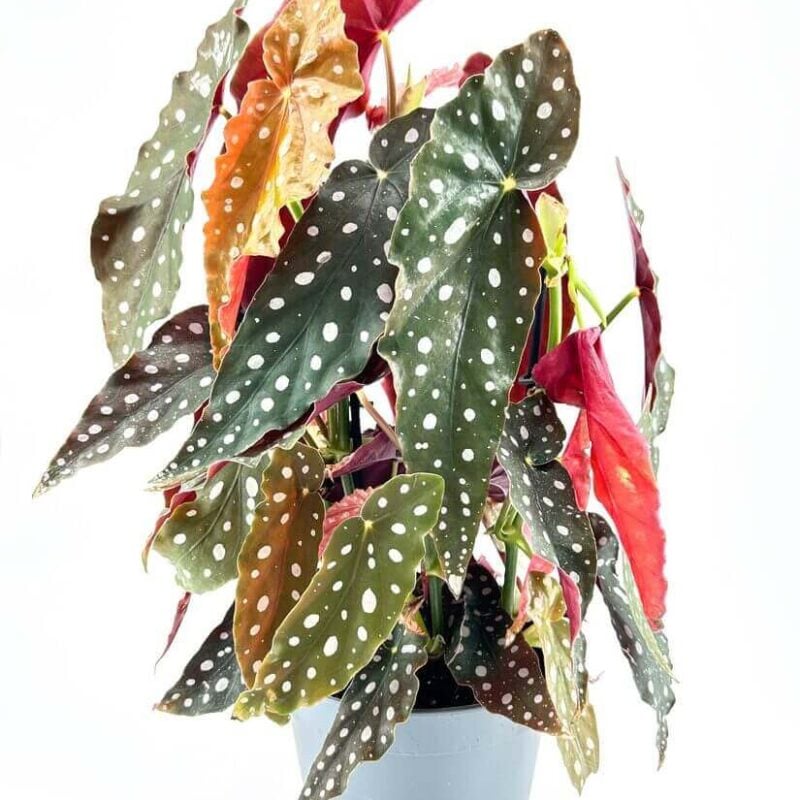 Begonia Maculata Wightii Silver Polka Dot