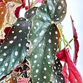 Begonia Maculata Wightii Silver Polka Dot