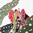 Begonia Maculata Wightii Silver Polka Dot