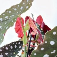 Begonia Maculata Wightii Silver Polka Dot