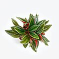 Peperomia Rosso