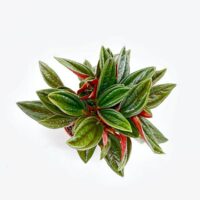 Peperomia Rosso
