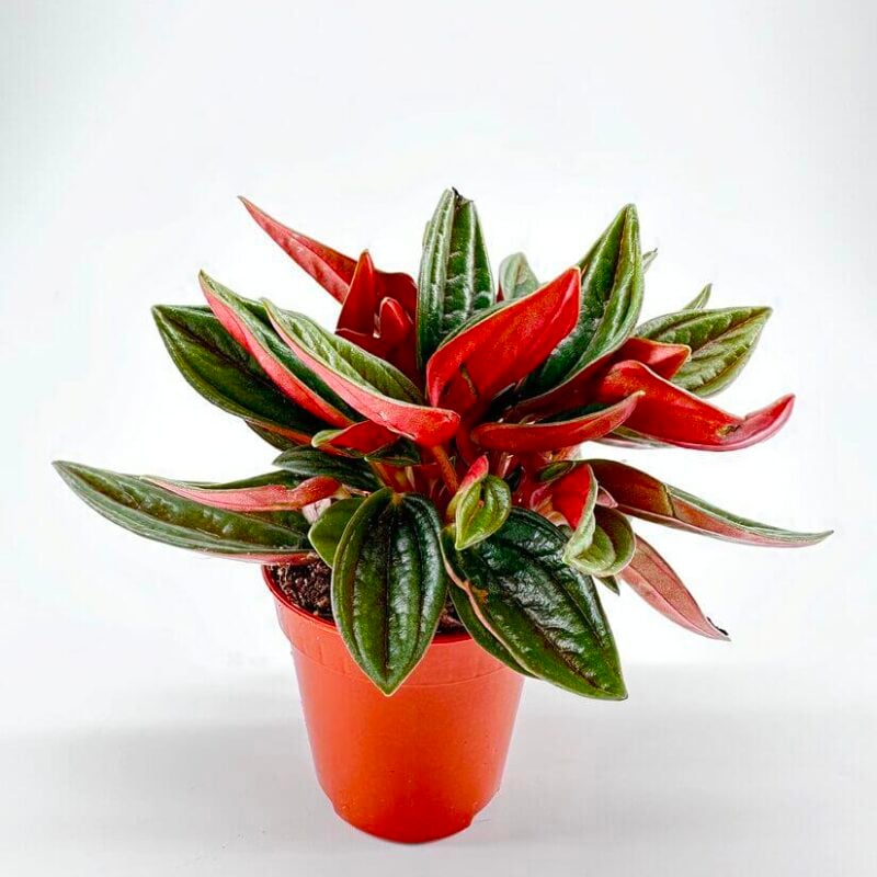 Peperomia Rosso Peperomia Rosso