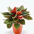 Peperomia Rosso