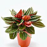 Peperomia Rosso