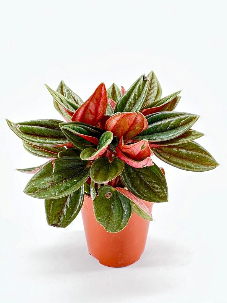 Peperomia Rosso