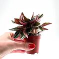 Peperomia Rosso