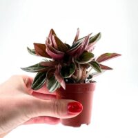 Peperomia Rosso