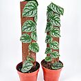 Heart-shaped veined leaves on climbing potted plants against a minimalistic white background.