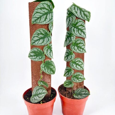 Heart-shaped veined leaves on climbing potted plants against a minimalistic white background.