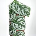 Climbing vine with heart-shaped leaves and silver veins spirals around brown fibrous pole.