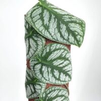 Climbing vine with heart-shaped leaves and silver veins spirals around brown fibrous pole.