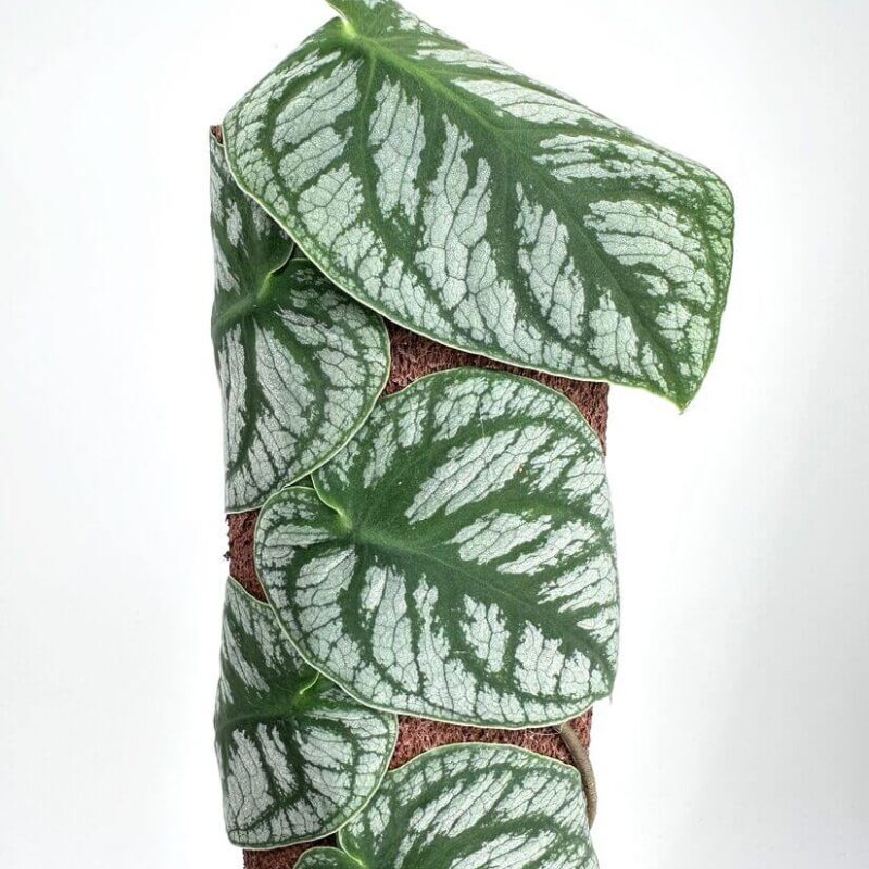 Monstera Dubia Shingle Plant Climbing vine with heart-shaped leaves and silver veins spirals around brown fibrous pole.