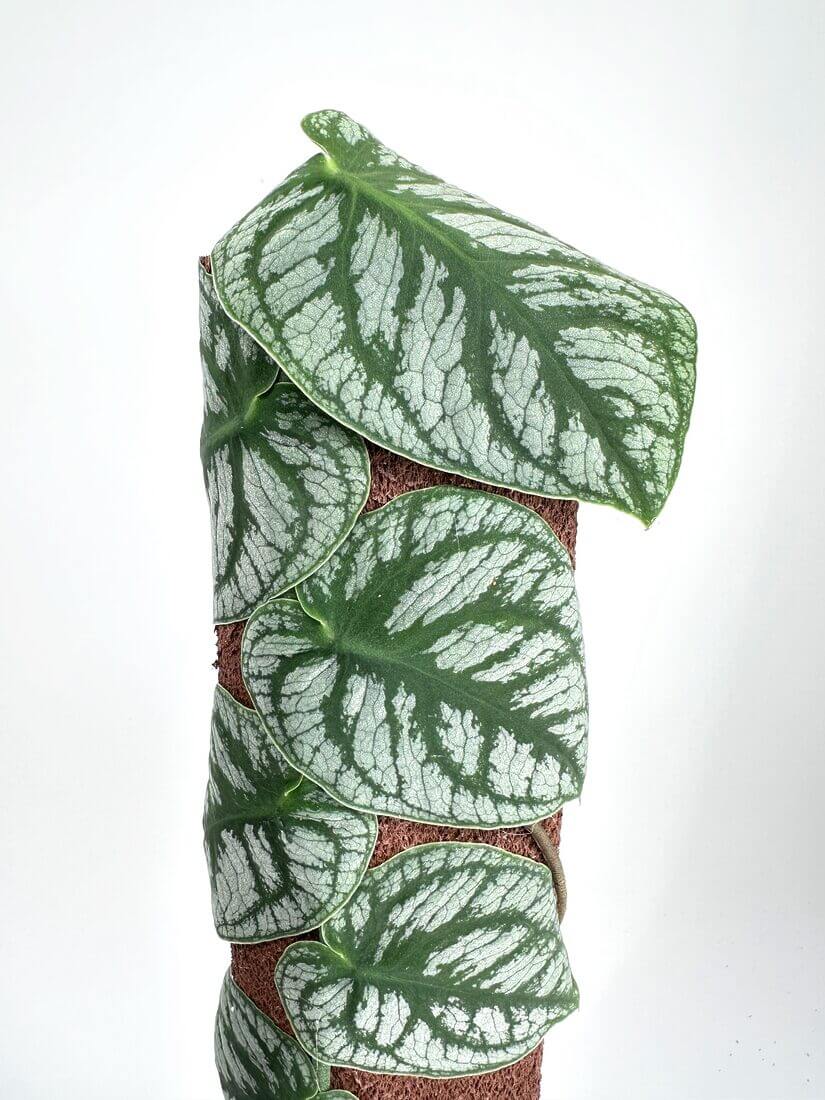 Climbing vine with heart-shaped leaves and silver veins spirals around brown fibrous pole.