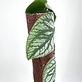 Vibrant green plant with silvery veined leaves climbing textured brown support.