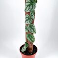 Climbing potted plant with heart-shaped leaves on a moss pole.