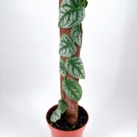 Climbing potted plant with heart-shaped leaves on a moss pole.