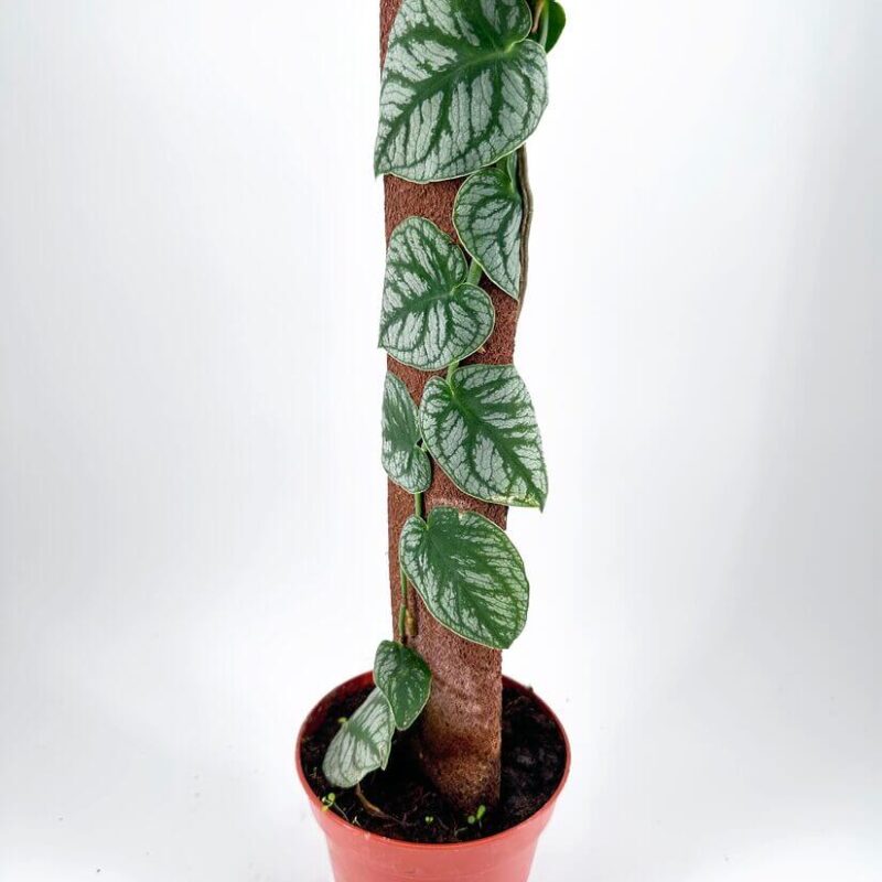 Monstera Dubia Shingle Plant Climbing potted plant with heart-shaped leaves on a moss pole.