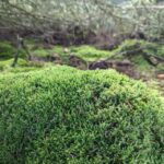 Cypress-Leaved Plait Moss (Hypnum Cupressiforme) - A Versatile Carpet Moss