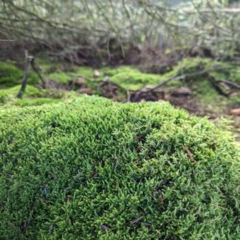 Cypress-Leaved Plait Moss (Hypnum Cupressiforme) - A Versatile Carpet Moss
