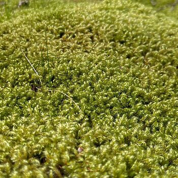 Little Shaggy Moss (Rhytidiadelphus Loreus) – Naturally Sourced Carpet Moss Carpet Mosses carpet