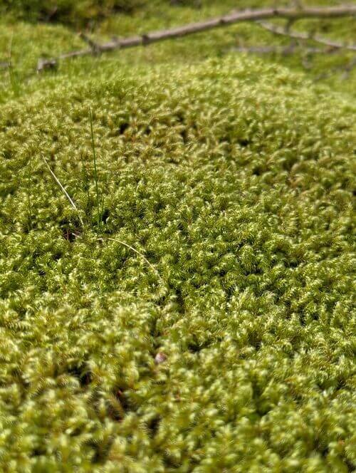 Little Shaggy Moss