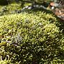 Cypress Pleat Moss