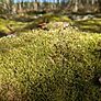 Cypress Pleat Moss