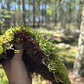 Cypress Pleat Moss