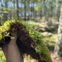 Cypress Pleat Moss