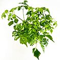 Vibrant potted plant with lush green leaves against white background for freshness and vitality.
