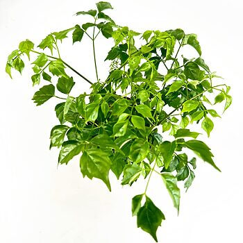 Vibrant potted plant with lush green leaves against white background for freshness and vitality.