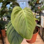 Philodendron Fuzzy Petiole Aroid 12cm pot