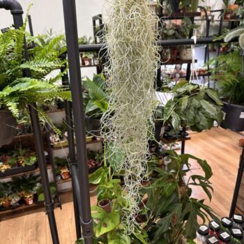 Spanish Moss Air Plant Tillandsia Usneoides Hanging & Trailing airplant 3