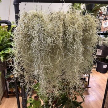 Spanish Moss Air Plant Tillandsia Usneoides Hanging & Trailing airplant