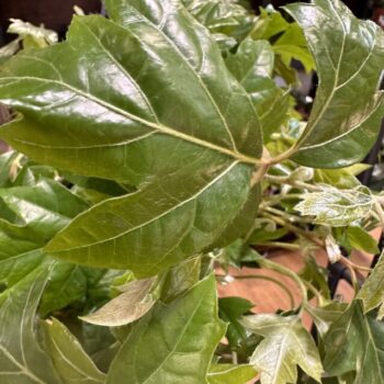 Cissus Ellen Dancia Grape Ivy Plant 19cm XL Hanging & Trailing 2