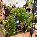 img_5451
