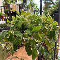 img_5454